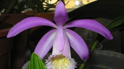 Pleione orchid on a bright windowsill