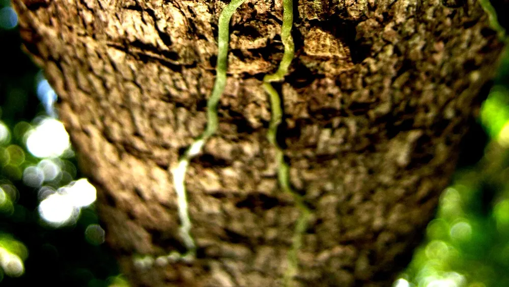 Healthy white orchid roots in bark mix