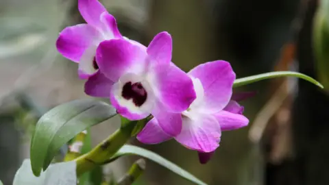 Dendrobium nobile in full spring bloom