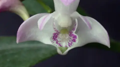 Dendrobium kingianum plant with lush leaves