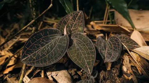 Orchid bark potting mix