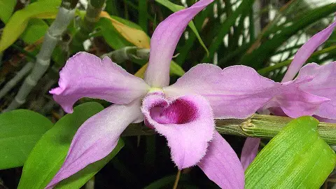 Dendrobium anosmum (Unscented Dendrobium) — spring flowering, bright filtered to partial sun light
