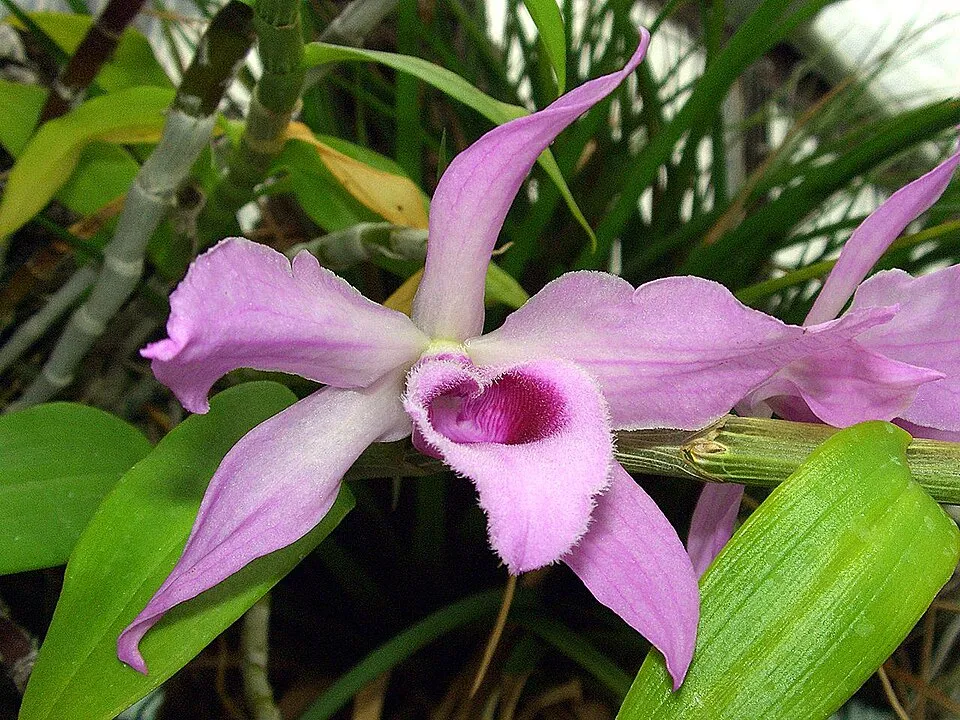 Dendrobium anosmum (Unscented Dendrobium) — spring flowering, bright filtered to partial sun light