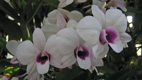 Dendrobium bigibbum (Cooktown Orchid) — autumn to winter flowering, bright, some direct sun in winter light
