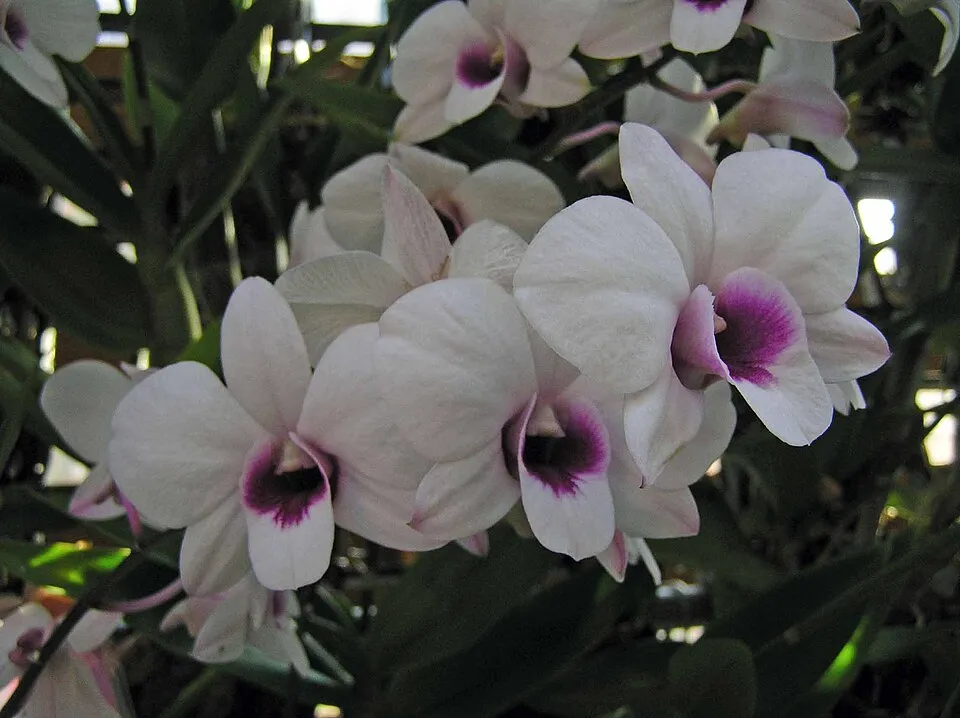 Dendrobium bigibbum (Cooktown Orchid) — autumn to winter flowering, bright, some direct sun in winter light