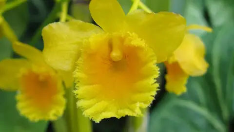 Dendrobium chrysotoxum (Golden Bow Dendrobium) — spring flowering, bright filtered to morning sun light
