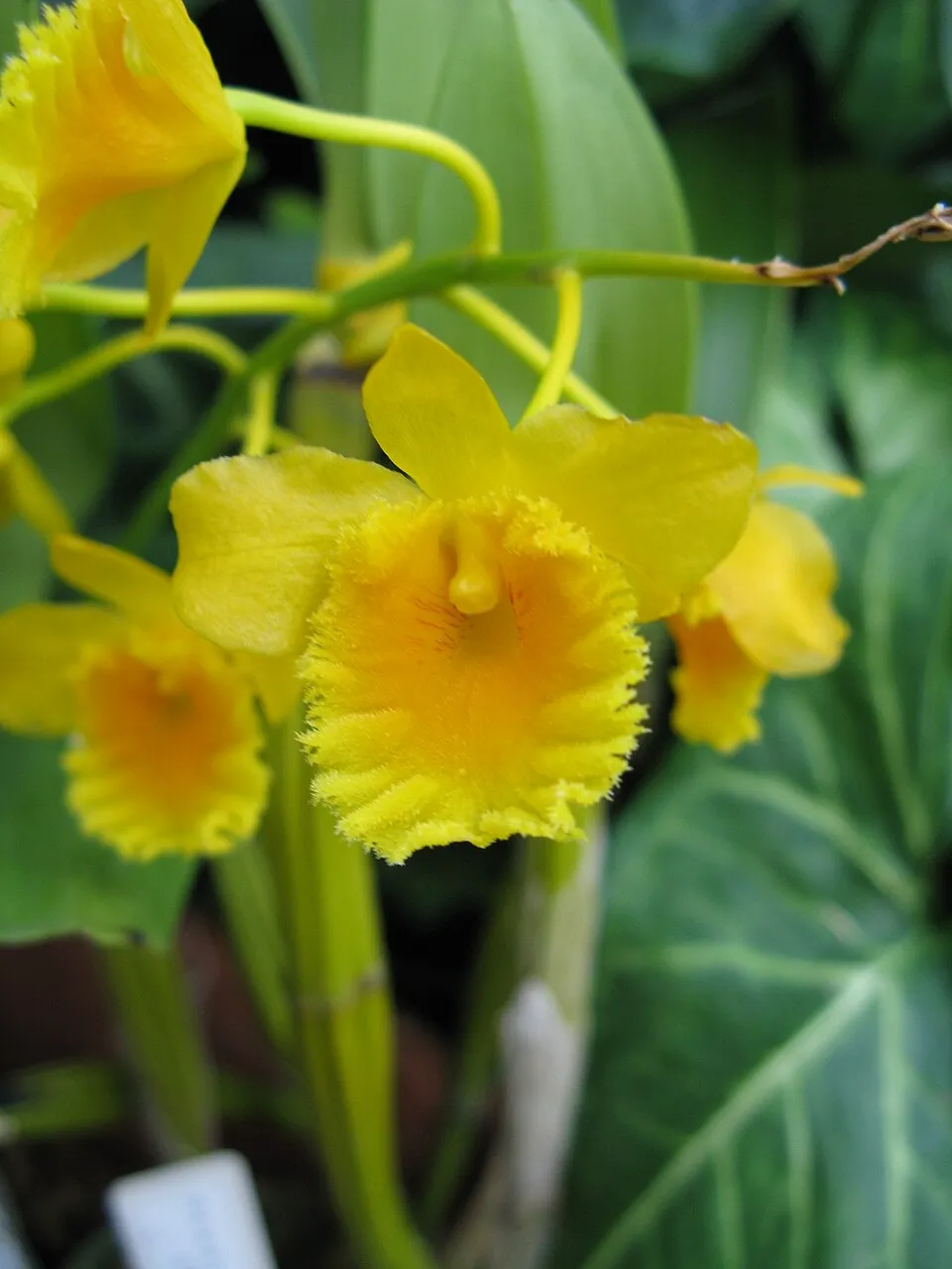 Dendrobium chrysotoxum (Golden Bow Dendrobium) — spring flowering, bright filtered to morning sun light