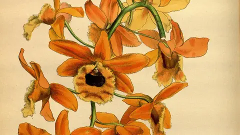 Dendrobium fimbriatum (Fringed Dendrobium) — spring flowering, bright filtered light