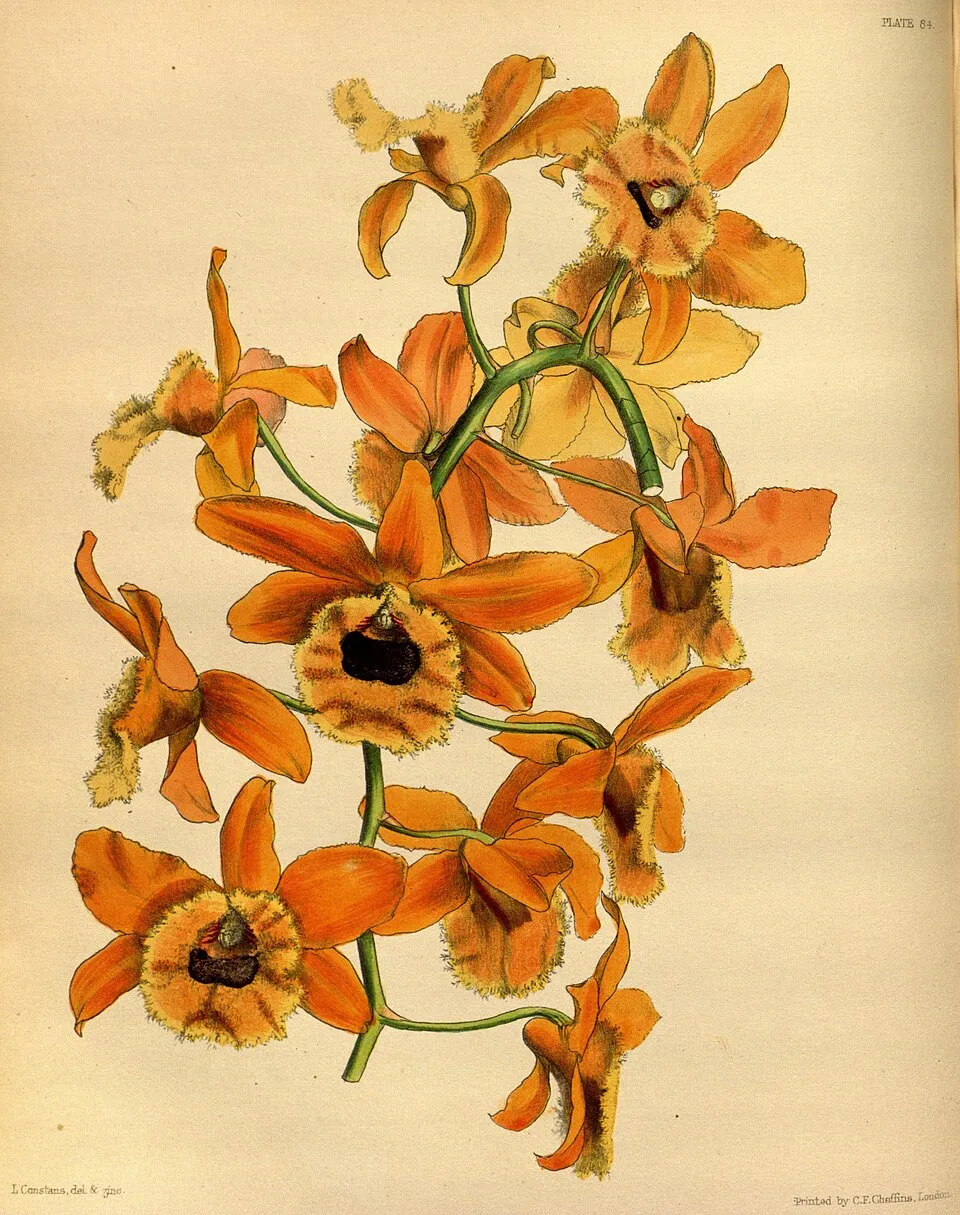 Dendrobium fimbriatum (Fringed Dendrobium) — spring flowering, bright filtered light