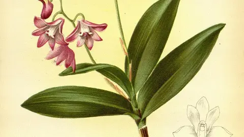 Dendrobium kingianum (Pink Rock Orchid) — late winter to spring flowering, bright to slightly direct morning sun light