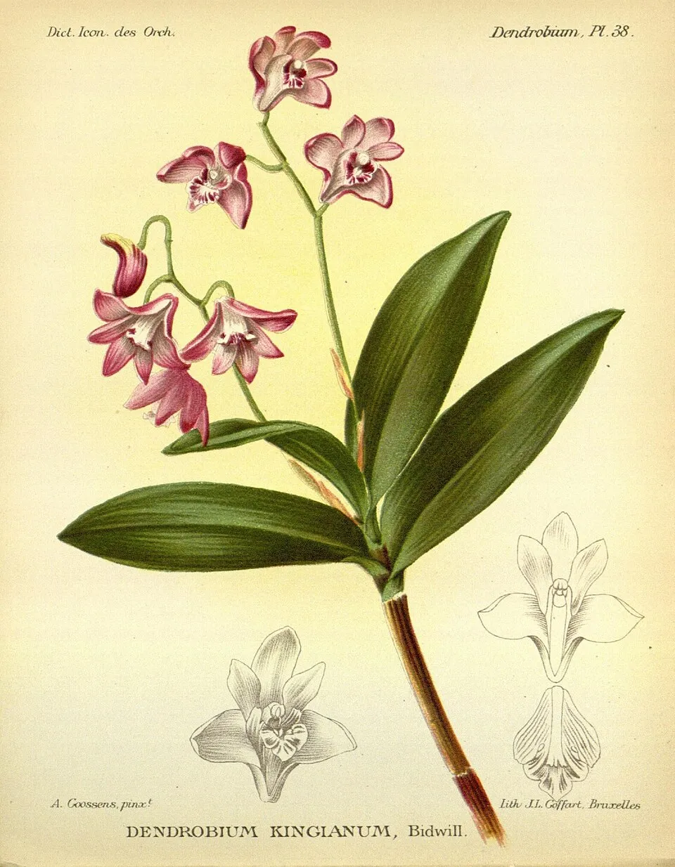 Dendrobium kingianum (Pink Rock Orchid) — late winter to spring flowering, bright to slightly direct morning sun light