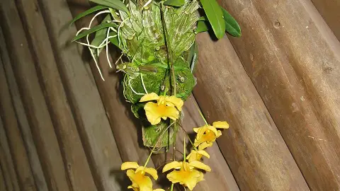 Dendrobium lindleyi (Golden Rain Orchid (syn. D. aggregatum)) — spring flowering, bright filtered light