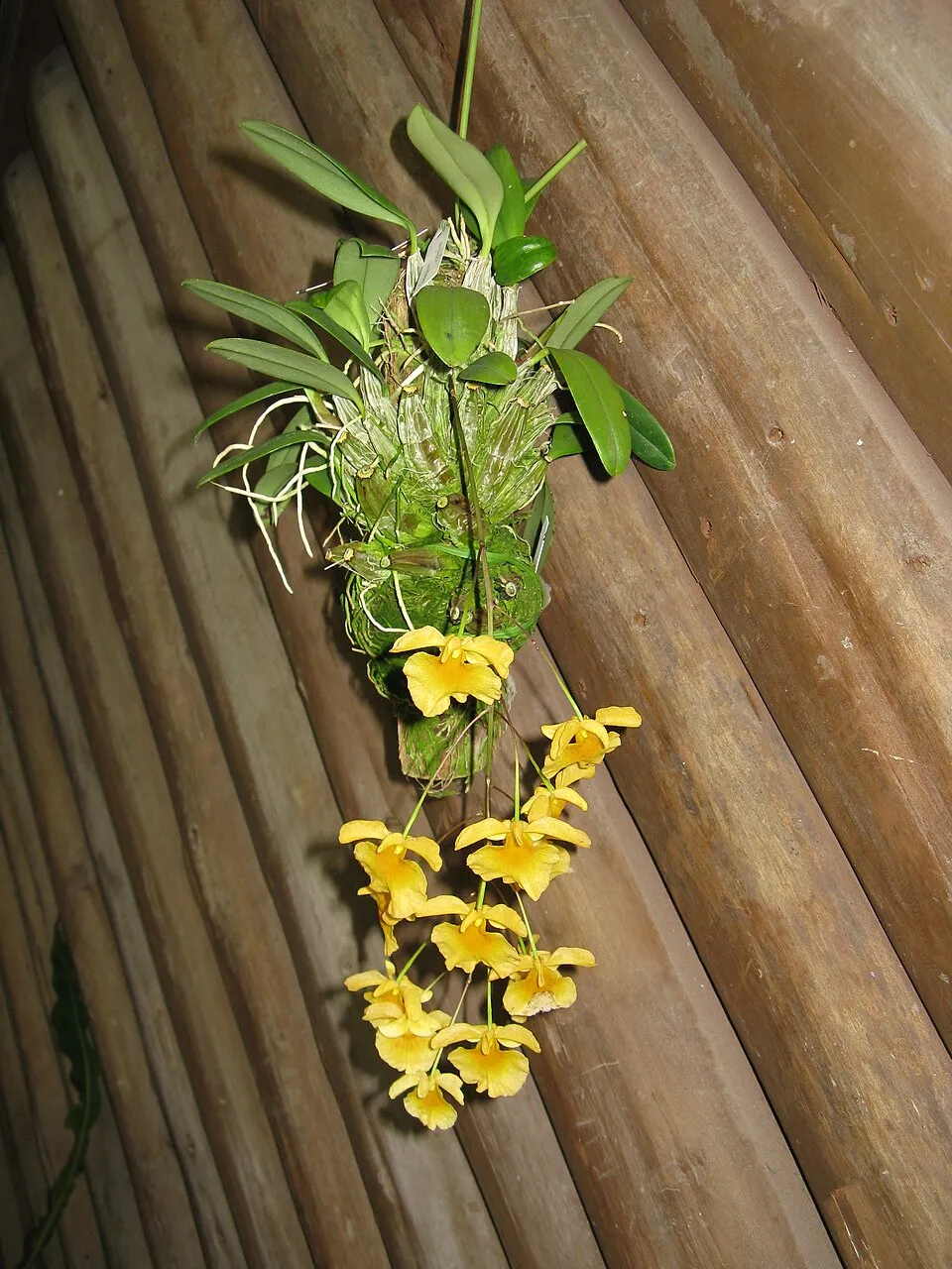 Dendrobium lindleyi (Golden Rain Orchid (syn. D. aggregatum)) — spring flowering, bright filtered light