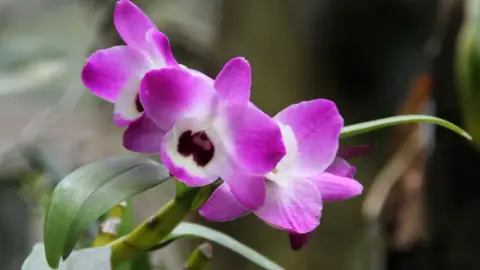Dendrobium nobile (Noble Dendrobium) — spring flowering, bright, filtered light