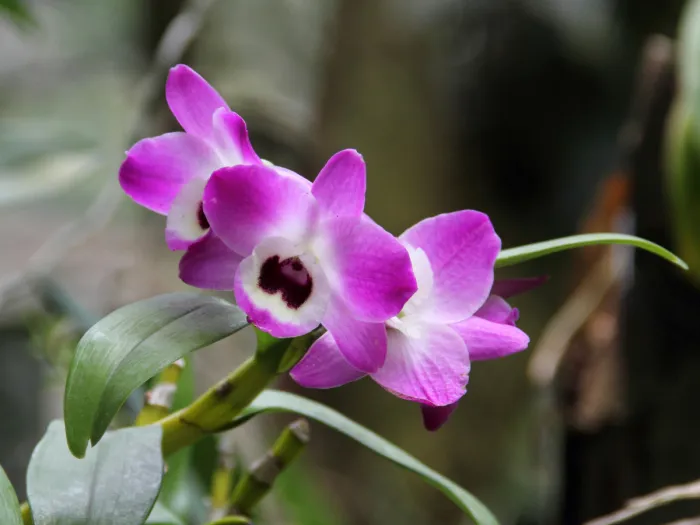 Dendrobium nobile (Noble Dendrobium) — spring flowering, bright, filtered light