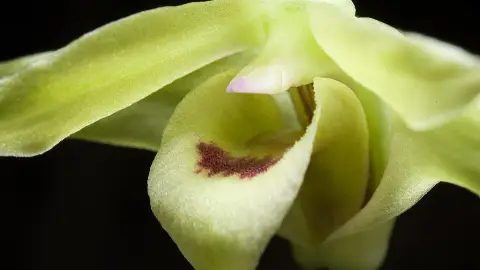 Dendrobium officinale (Tie Pi Shi Hu (铁皮石斛)) — late spring flowering, filtered shade (50–70%) light