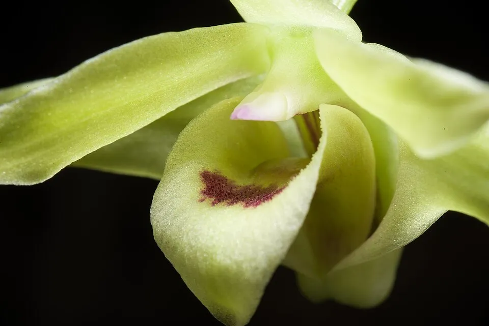 Dendrobium officinale (Tie Pi Shi Hu (铁皮石斛)) — late spring flowering, filtered shade (50–70%) light