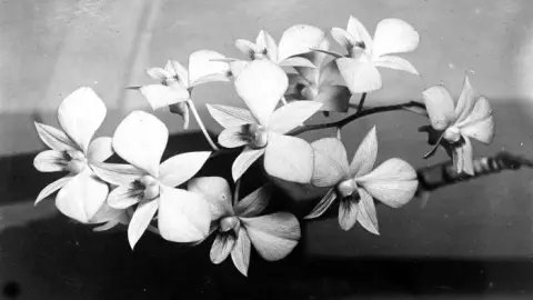 Dendrobium phalaenopsis (Phalaenopsis-type Dendrobium) — year-round, peak in autumn flowering, bright, 50% shade in summer light