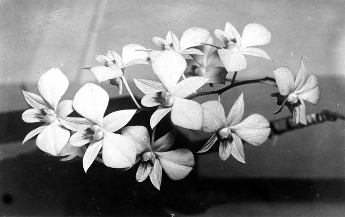 Dendrobium phalaenopsis (Phalaenopsis-type Dendrobium) — year-round, peak in autumn flowering, bright, 50% shade in summer light